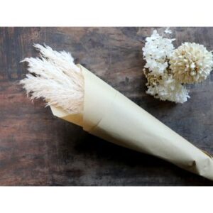 Pampas essiccata Fleur Chic Antique crema H75 cm - 6 steli
